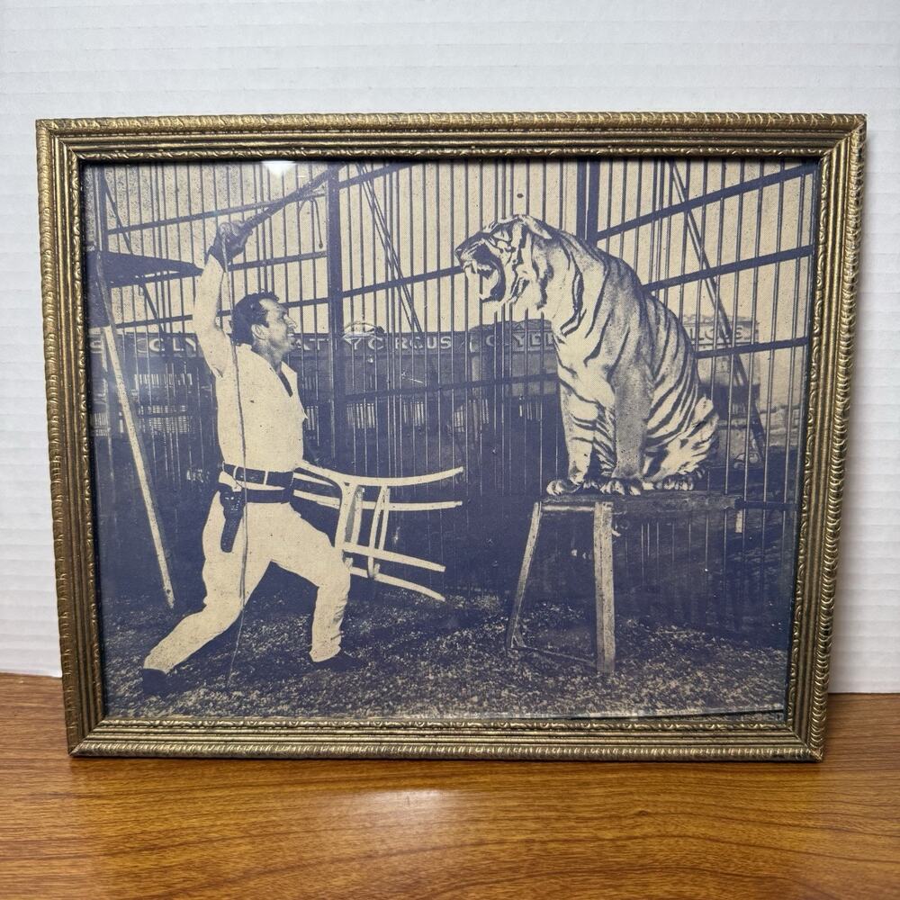 1936 Press Photo Tiger trained by circus performer Antique Framed